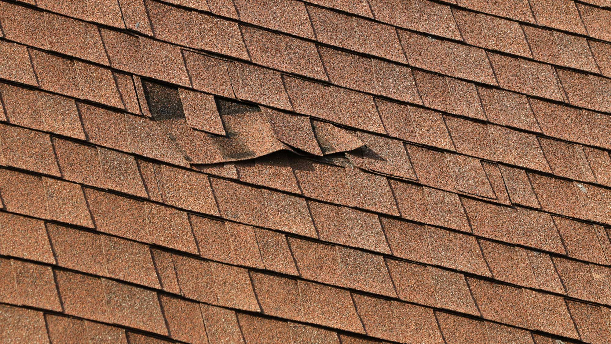 Closeup of a shingle roof with a damaged, loose shingle