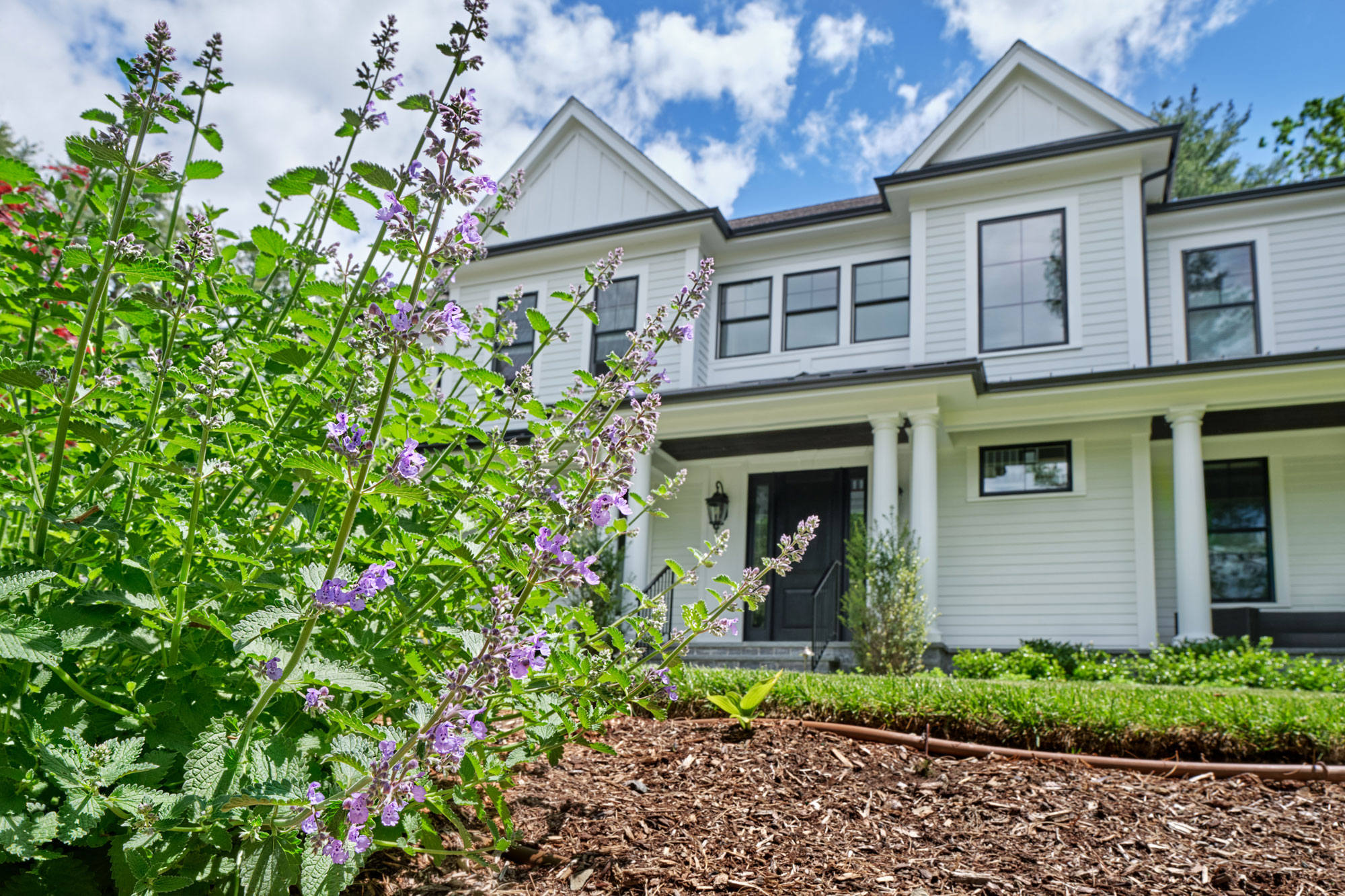 Large house with white siding in background of blooming catmint flowers